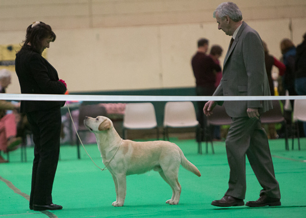 Kimbajak Labrador Retriever Tank at the East Anglian Labrador Retriever Club