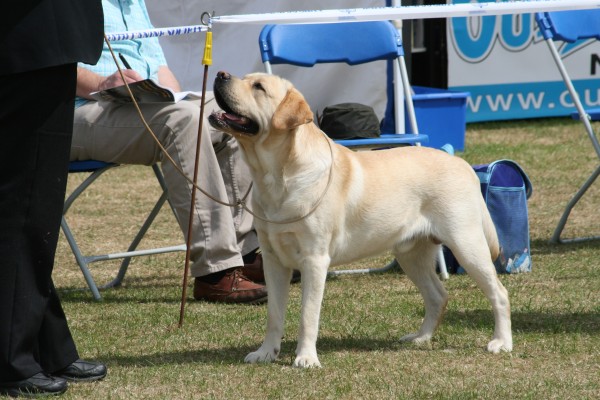 Teddy the Labrador Retriever at Batch Championship Dog Show