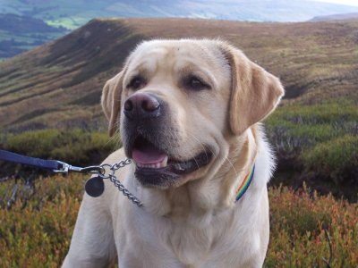 Labrador, Teddy, above Farndale, Norh Yorkshire