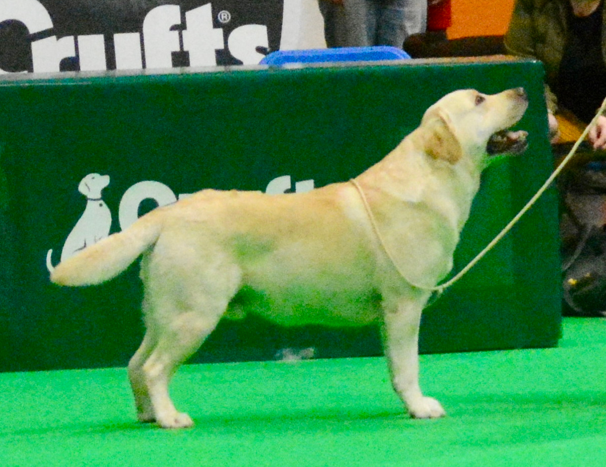 Labrador Kimbajak Royal Mint