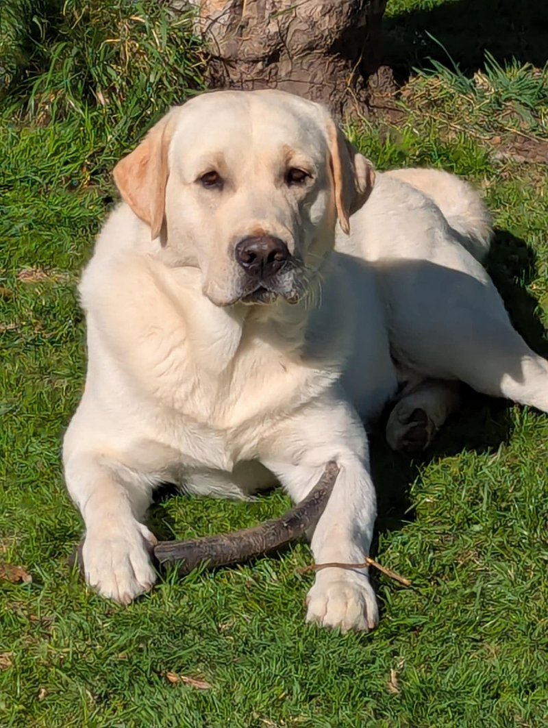 Labrador Kimbajak Royal Mint