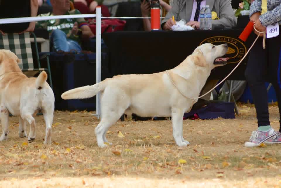Labrador Kimbajak Royal Mint