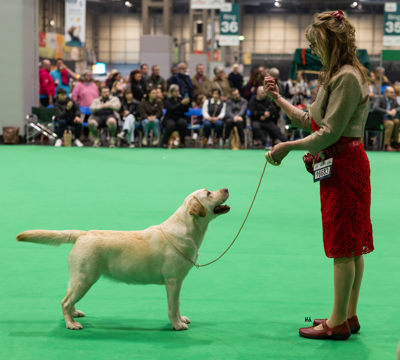 Labrador Kimbajak Miss Jazz Swinger