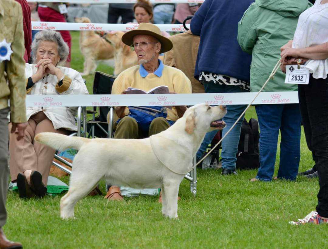 Labrador Kimbajak Miss Jazz Swinger