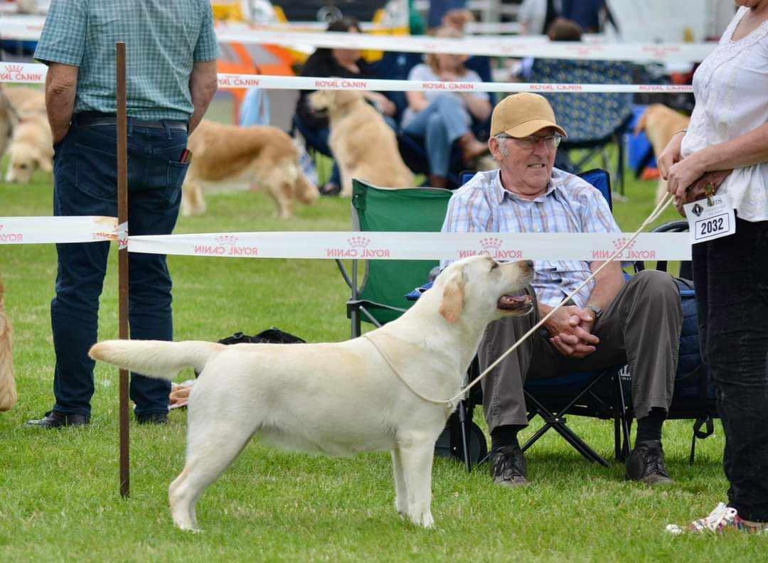 Labrador Kimbajak Miss Jazz Swinger