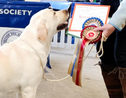 Labrador Kimbajak Miss Jazz Swinger at Manchester Championship Dog Show January 2025
