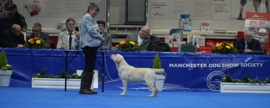 Labrador Kimbajak Miss Jazz Swinger at Manchester Championship Dog Show January 2025