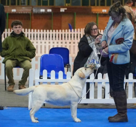 Labrador Kimbajak Miss Jazz Swinger at Manchester Championship Dog Show January 2025