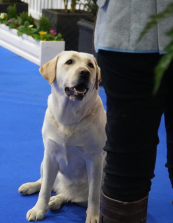 Labrador Kimbajak Miss Jazz Swinger at Manchester Championship Dog Show January 2025