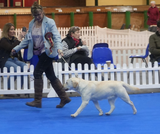 Labrador Kimbajak Miss Jazz Swinger at Manchester Championship Dog Show January 2025