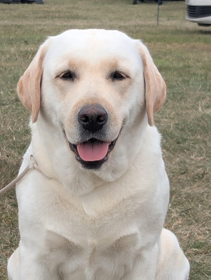 Labrador Kimbajak Miss Jazz Swinged