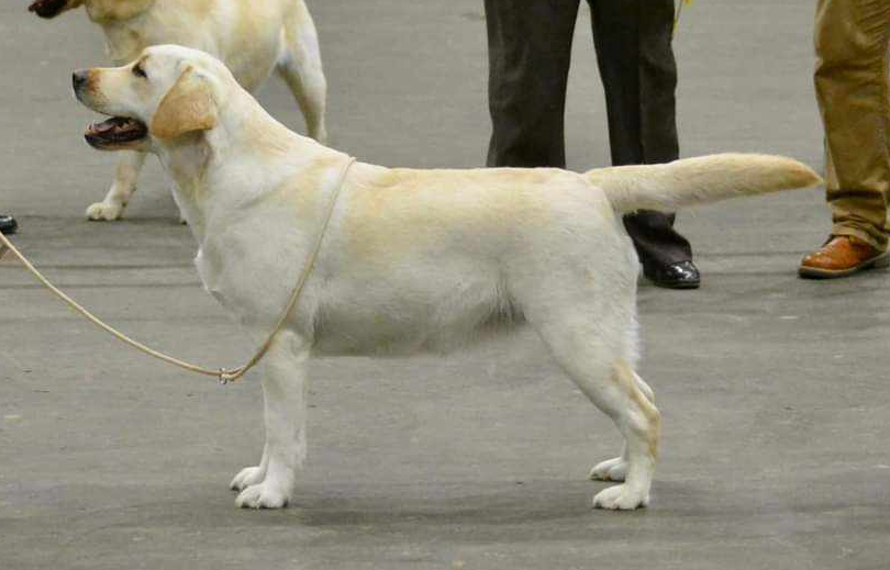 Labrador Kimbajak Miss Jazz Swinger